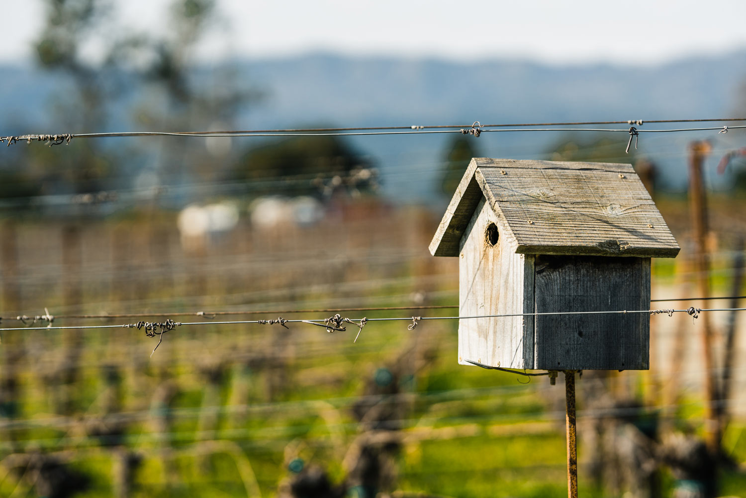 View of a bird house in the Trailside Vineyard