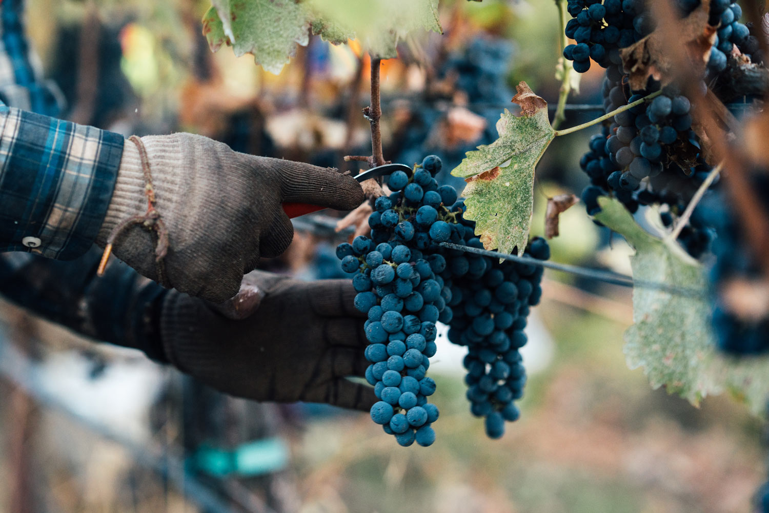Close-up of hands harvesting Cabernet Sauvignon in the vineyard