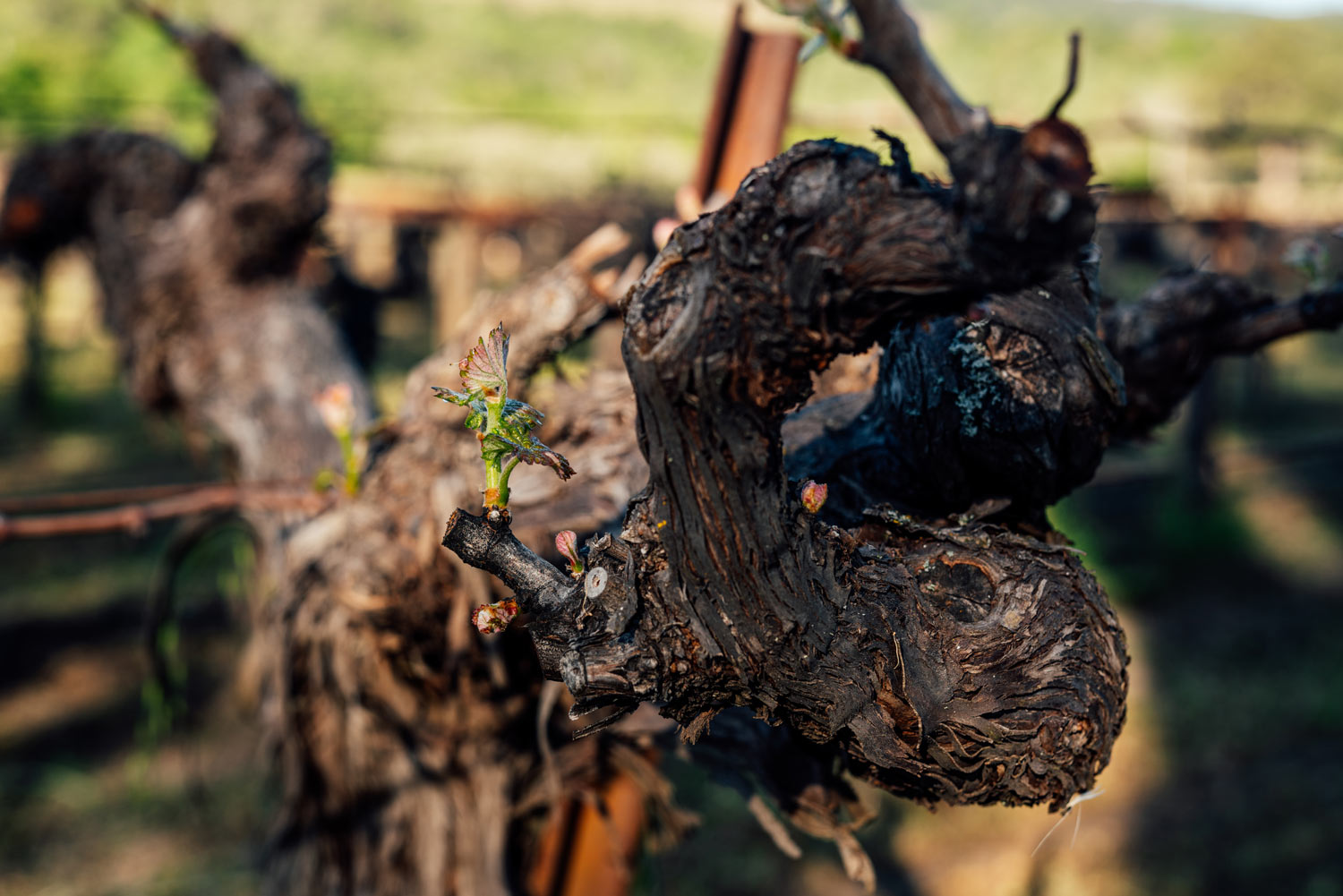 A vine at Martha's Vineyard in Oakville, Napa Valley - Heitz Cellar