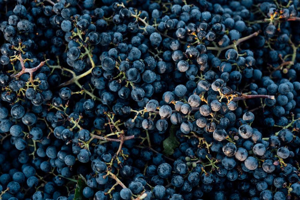 An image of cabernet sauvignon grapes harvested at Martha's Vineyard in Oakville, Napa Valley - Heitz Cellar