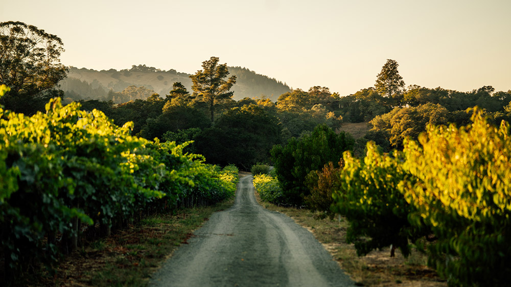 A dirt road along side rows of grape vines on both sides at the Heitz Cellar estate.